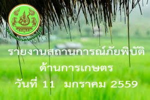 report 11 jan