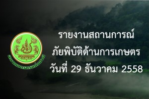 report 29