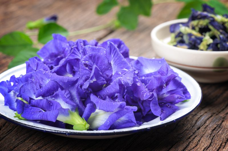 สรรพคุณจากดอกอัญชัน – สำนักงานสภาเกษตรกรจังหวัดน่าน